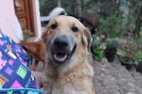 /album/nuestros-hermanos-de-cuatro-patas-en-adopcion/a10341515-10152377709719481-6232838248123861268-n-jpg1/