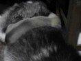 /album/fotogaleria/a10330222-408136439329490-2726109145046716475-n-jpg/